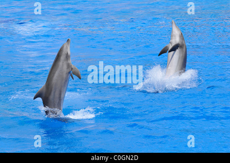 Two bottlenose dolphins (Tursiops truncatus) standing on blue water Stock Photo