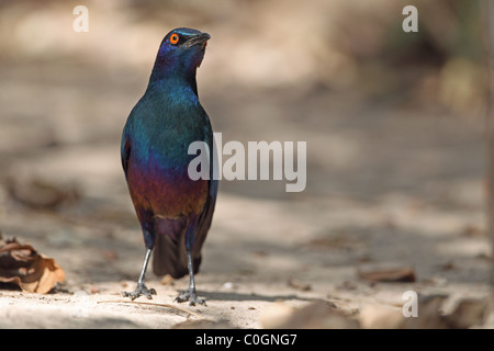 Lesser Blue-eared Glossy Starling (Lamprotornis chloropterus) Stock Photo