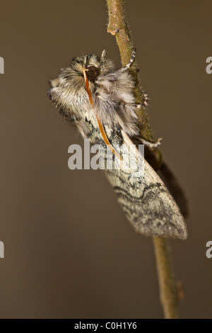 Yellow Horned (Achlya flavicornis galbanus) Stock Photo