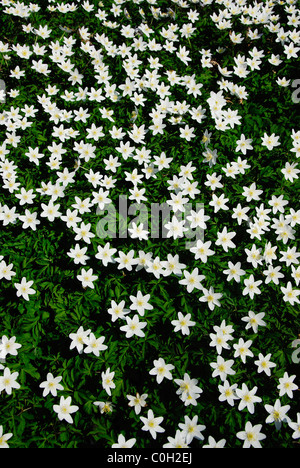 A carpet of white wood anemones in Spring. Stock Photo