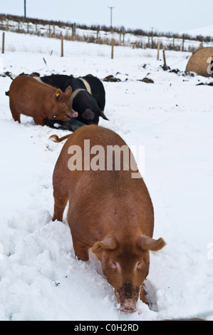 dh Orkney pig farm PIG UK Pigs feeding in the snow farming scotland animals winter uk Stock Photo