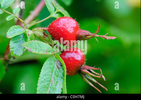 Soft Downy-rose (Rosa mollis), fruits Stock Photo