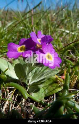 Scottish Primrose (Primula scotica) Stock Photo