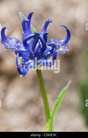 Round headed Rampion (Phyteuma orbiculare) Stock Photo