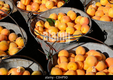 Freshly Picked Apricots in Pails Stock Photo