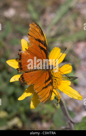 Old Orange Julia Longwing (Dryas iulia, often incorrectly spelled Dryas julia) feeding from flower Stock Photo