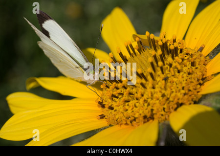 White butterfly feeding from a wild Mexican sunflower ( Girasol / Tithonia tubaeformis ) Stock Photo