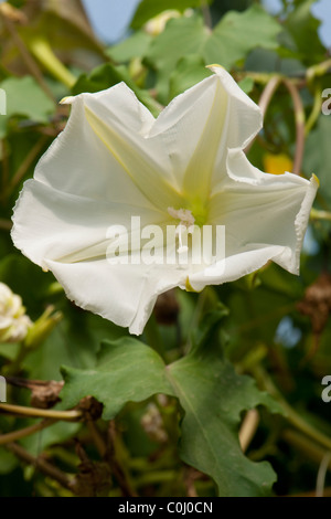 Ipomoea alba Stock Photo