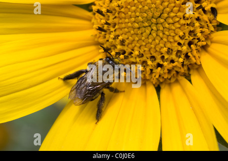 Bee feeding from wild Mexican sunflower ( Girasol / Tithonia tubaeformis ) Stock Photo