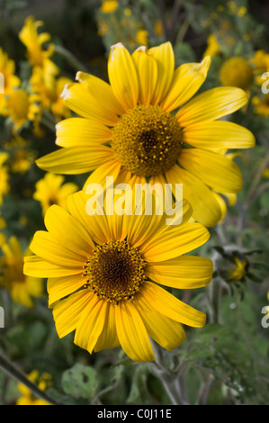 Pair of wild Mexican sunflowers (Girasol / Tithonia tubaeformis) Stock Photo