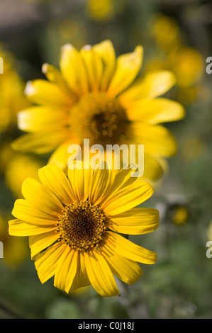 Pair of wild Mexican sunflowers (Girasol / Tithonia tubaeformis) Stock Photo