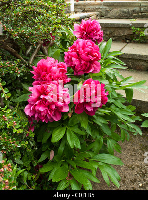 PEONY FLOWER AND STEPS IN GARDEN UK Stock Photo