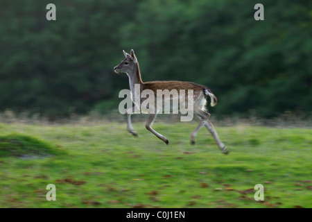 Fallow deer (Dama dama / Cervus dama) doe running in grassland in the rain, Denmark Stock Photo