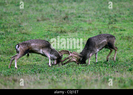 Fallow deer (Dama dama / Cervus dama) bucks fighting during rutting season in autumn, Denmark Stock Photo