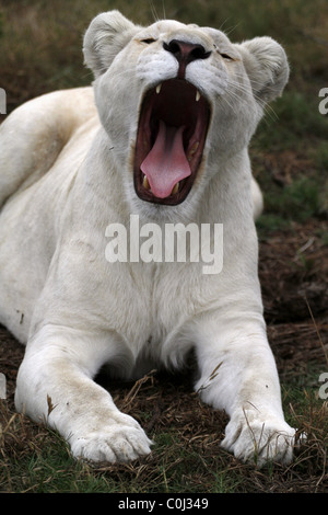 ALBINO WHITE LIONESS YAWNING SEAVIEW LION AFRICA SEAVIEW PORT ELIZABETH EASTERN CAPE SOUTH AFRICA SEAVIEW LION PARK SOUTH AFR Stock Photo