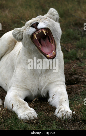 ALBINO WHITE LIONESS YAWNING SEAVIEW LION AFRICA SEAVIEW PORT ELIZABETH EASTERN CAPE SOUTH AFRICA SEAVIEW LION PARK SOUTH AFR Stock Photo