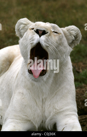 ALBINO WHITE LIONESS YAWNING SEAVIEW LION AFRICA SEAVIEW PORT ELIZABETH EASTERN CAPE SOUTH AFRICA SEAVIEW LION PARK SOUTH AFR Stock Photo