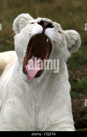 ALBINO WHITE LIONESS YAWNING SEAVIEW LION AFRICA SEAVIEW PORT ELIZABETH EASTERN CAPE SOUTH AFRICA SEAVIEW LION PARK SOUTH AFR Stock Photo