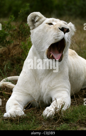 ALBINO WHITE LIONESS YAWNING SEAVIEW LION AFRICA SEAVIEW PORT ELIZABETH EASTERN CAPE SOUTH AFRICA SEAVIEW LION PARK SOUTH AFR Stock Photo