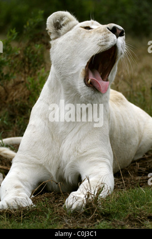 ALBINO WHITE LIONESS YAWNING SEAVIEW LION AFRICA SEAVIEW PORT ELIZABETH EASTERN CAPE SOUTH AFRICA SEAVIEW LION PARK SOUTH AFR Stock Photo