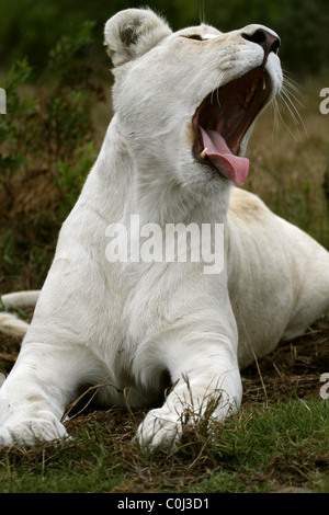 ALBINO WHITE LIONESS YAWNING SEAVIEW LION AFRICA SEAVIEW PORT ELIZABETH EASTERN CAPE SOUTH AFRICA SEAVIEW LION PARK SOUTH AFR Stock Photo