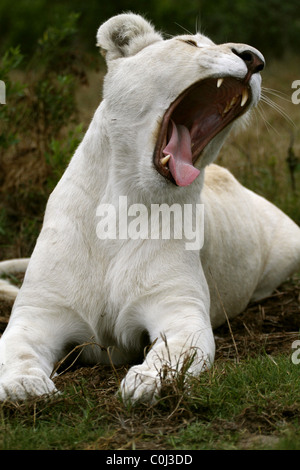 ALBINO WHITE LIONESS YAWNING SEAVIEW LION AFRICA SEAVIEW PORT ELIZABETH EASTERN CAPE SOUTH AFRICA SEAVIEW LION PARK SOUTH AFR Stock Photo