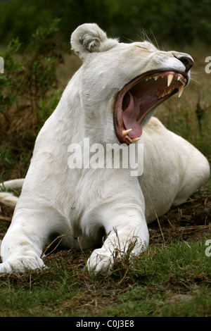 ALBINO WHITE LIONESS YAWNING SEAVIEW LION AFRICA SEAVIEW PORT ELIZABETH EASTERN CAPE SOUTH AFRICA SEAVIEW LION PARK SOUTH AFR Stock Photo