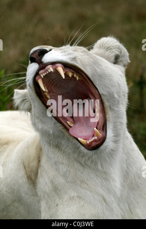 ALBINO WHITE LIONESS YAWNING SEAVIEW LION AFRICA SEAVIEW PORT ELIZABETH EASTERN CAPE SOUTH AFRICA SEAVIEW LION PARK SOUTH AFR Stock Photo