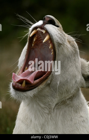 ALBINO WHITE LIONESS YAWNING SEAVIEW LION AFRICA SEAVIEW PORT ELIZABETH EASTERN CAPE SOUTH AFRICA SEAVIEW LION PARK SOUTH AFR Stock Photo