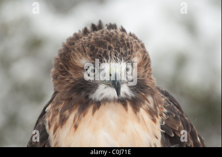 Head shot of wild red-tailed hawk looking at the camera with snow in the background Stock Photo