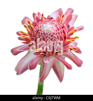Close up of a A Torch Ginger or Wax Rose blossom. Stock Photo