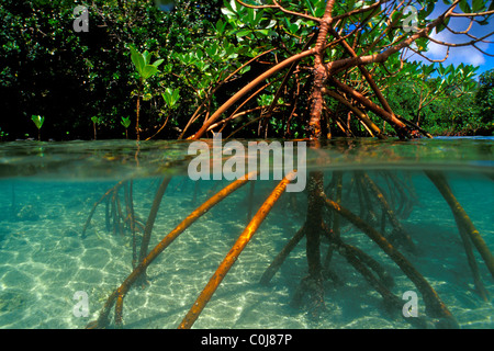 Red Mangrove, Rhizophora mangle, Bimini, Atlantic Ocean Stock Photo