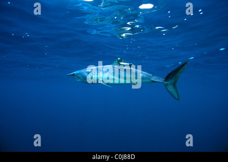 Shortfin mako shark, Isurus oxyrinchus, with satellite tag for shark research, California, Pacific Ocean Stock Photo