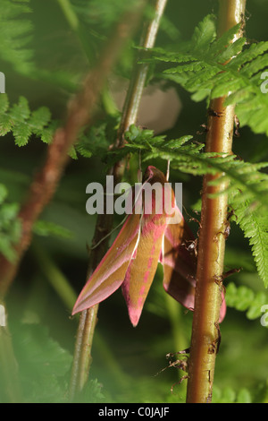 Elephant Hawk-moth (Deilephila elpenor) Stock Photo