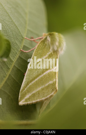 Green Silver-lines (Pseudoips parsinana britannica) Stock Photo