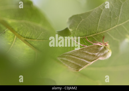 Green Silver-lines (Pseudoips parsinana britannica) Stock Photo