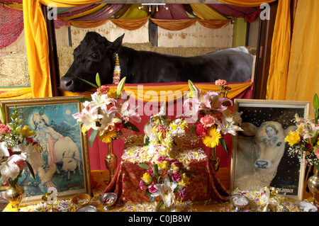 Shambo the bull Stock Photo - Alamy