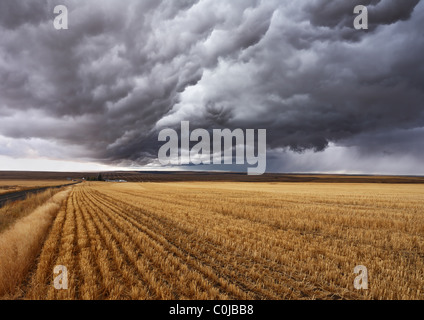 Thunderclouds above fields after harvesting Stock Photo