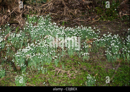 snowdrops on woodland Stock Photo