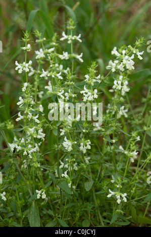 Annual Woundwort (Stachys annua), flowering plant. Stock Photo