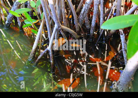 mangrove swamp tropical water detail in sian kaan Stock Photo