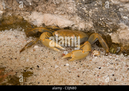 Crabs are common on the coral beaches of Atiu, one of the Cook Islands.  Auf den Korallenstränden von Atiu leben viele Krabben Stock Photo