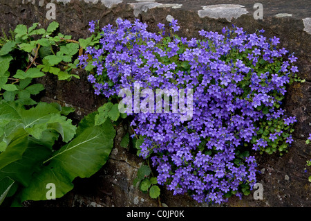 Bellflower (Campanula sp.). Flowering plant in a wall. Stock Photo