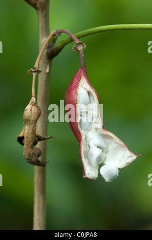 Kola Tree (Cola acuminata). Opening fruit releases the cola nuts. Stock Photo