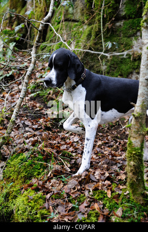 english pointer on point, pointing Stock Photo - Alamy