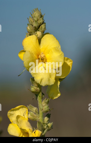Large-flowered Mullein (Verbascum densiflorum, Verbascum thapsiforme), flowers. Stock Photo