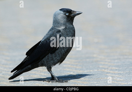 Jackdaw (Corvus monedula) standing on the ground. Stock Photo