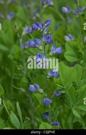 Blue Wild Indigo, Blue False Indigo (Baptisia australis), flowering stem. Stock Photo