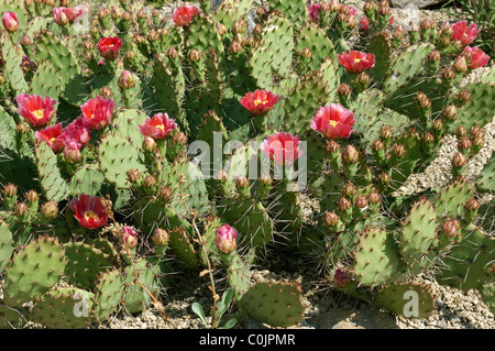 Tulip Prickly Pear, Desert Prickly Pear Cactus (Opuntia phaeacantha var. camanchica Rubra), flowering.