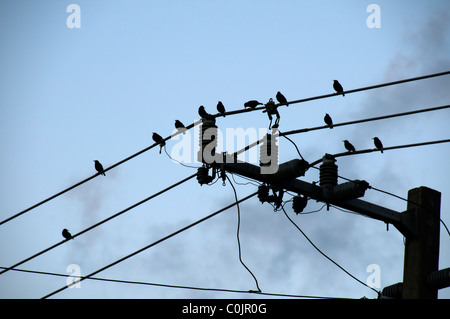 Birds sitting on wires. Stock Photo